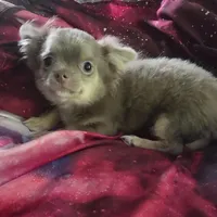 Max, a male Chihuahua for sale in Townville, SC – Photo 6 of 6