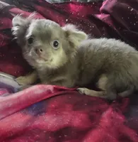 Max, a male Chihuahua for sale in Townville, SC – Photo 6 of 6