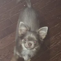 Max, a male Chihuahua for sale in Townville, SC – Photo 4 of 6