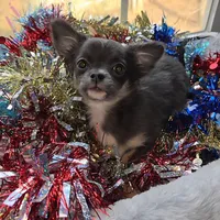 Bianca -ready now, a female Chihuahua for sale in Townville, SC – Photo 6 of 8