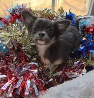 Bianca -ready now, a female Chihuahua for sale in Townville, SC – Photo 6 of 8