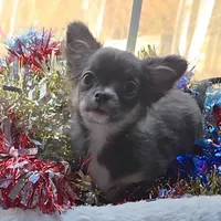 Bianca -ready now, a female Chihuahua for sale in Townville, SC – Photo 3 of 8