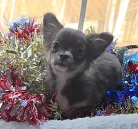 Bianca -ready now, a female Chihuahua for sale in Townville, SC – Photo 4 of 8