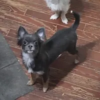 Bianca -ready now, a female Chihuahua for sale in Townville, SC – Photo 1 of 8