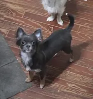 Bianca -ready now, a female Chihuahua for sale in Townville, SC – Photo 1 of 8