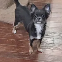 Bianca -ready now, a female Chihuahua for sale in Townville, SC – Photo 5 of 8