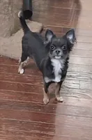 Bianca -ready now, a female Chihuahua for sale in Townville, SC – Photo 5 of 8