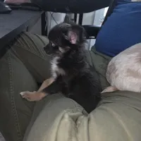 Bianca -ready now, a female Chihuahua for sale in Townville, SC – Photo 2 of 8