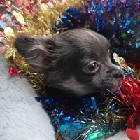 Bianca -ready now, a female Chihuahua for sale in Townville, SC – Photo 8 of 8