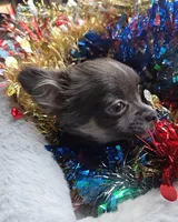 Bianca -ready now, a female Chihuahua for sale in Townville, SC – Photo 8 of 8