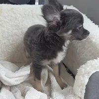 Bianca -ready now, a female Chihuahua for sale in Townville, SC – Photo 7 of 8