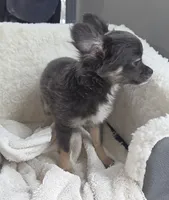 Bianca -ready now, a female Chihuahua for sale in Townville, SC – Photo 7 of 8