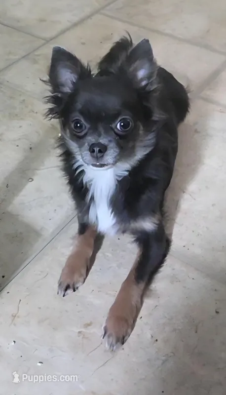 Bianca -ready now – Chihuahua puppy for sale in Townville, SC