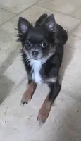 Bianca -ready now, a female Chihuahua for sale in Townville, SC – 2 of 8