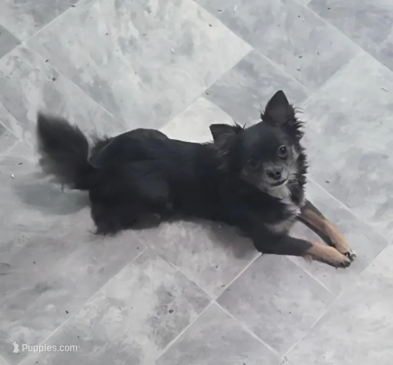 Bianca -ready now – Chihuahua puppy for sale in Townville, SC