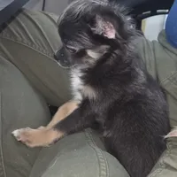 Bianca -ready now, a female Chihuahua for sale in Townville, SC – Photo 3 of 8