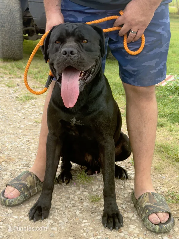 Maverick – Cane Corso puppy for sale in Oxford, KS