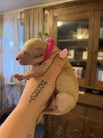 Pink, a female Poodle - Standard  for sale in Oxford, KS – 1 of 4