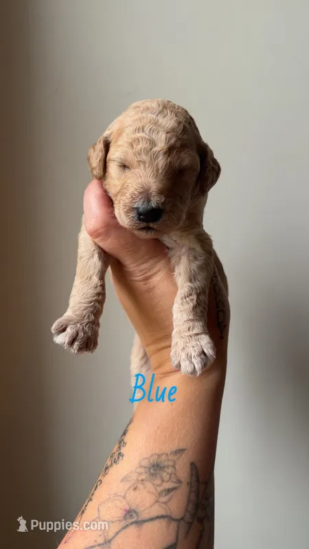 Blue – Poodle - Standard  puppy for sale in Oxford, KS