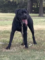 Maverick, a male Cane Corso for sale in Oxford, KS – 4 of 4
