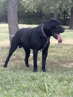 Maverick, a male Cane Corso for sale in Oxford, KS – 2 of 4