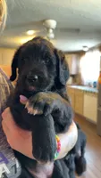 Raven, a female Saint Berdoodle for sale in Oxford, KS – Photo 2 of 2