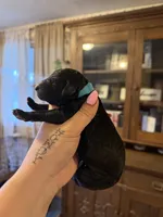 Teal, a female Poodle - Standard  for sale in Oxford, KS – 1 of 3