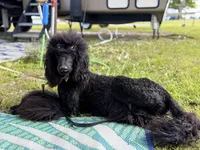 Pink, a female Poodle - Standard  for sale in Oxford, KS – 4 of 4