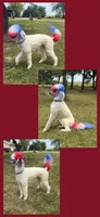 Pink, a female Poodle - Standard  for sale in Oxford, KS – 2 of 4