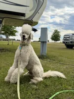 Lime, a female Poodle - Standard  for sale in Oxford, KS – 2 of 3