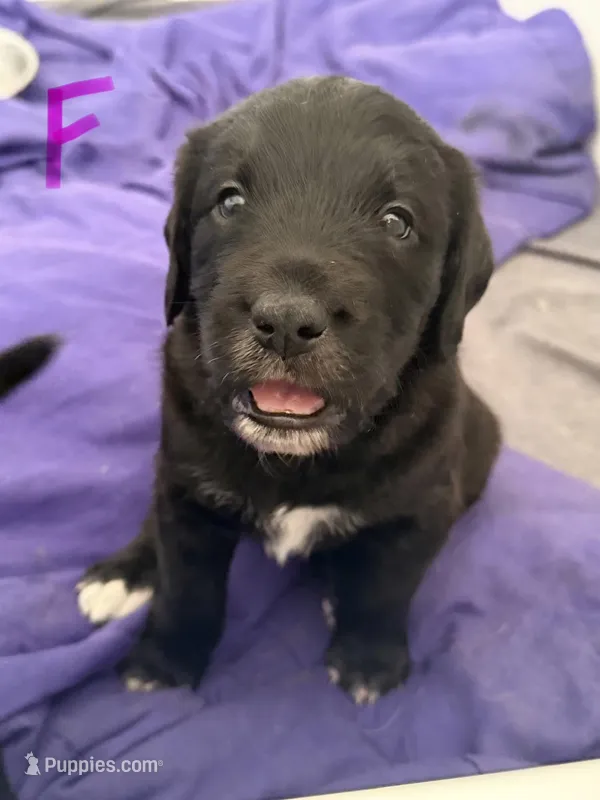 Raven – Saint Berdoodle puppy for sale in Oxford, KS