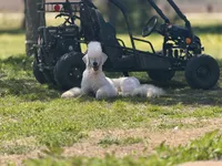Raven, a female Saint Berdoodle for sale in Oxford, KS – Photo 3 of 5