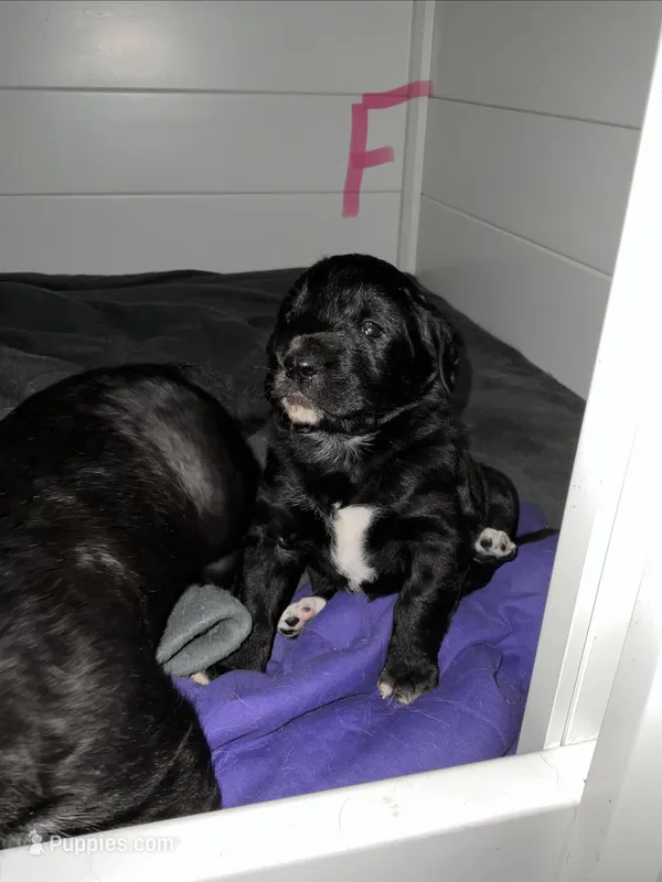 Raven – Saint Berdoodle puppy for sale in Oxford, KS