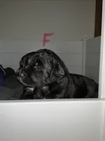 Raven, a female Saint Berdoodle for sale in Oxford, KS – Photo 2 of 5