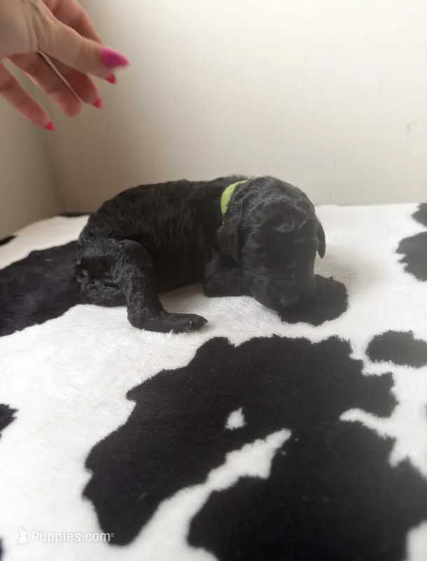 Lime – Poodle - Standard  puppy for sale in Oxford, KS