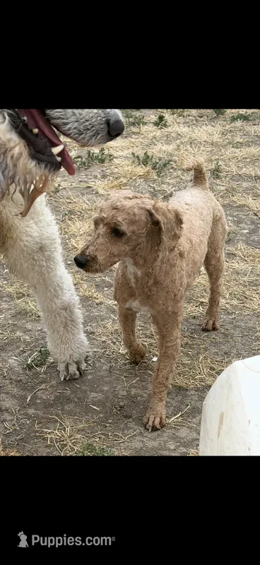 Bingo – Poodle - Miniature  puppy for sale in Oxford, KS
