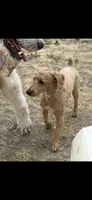 Bingo, a male Poodle - Miniature  for sale in Oxford, KS – 1 of 1