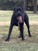 Maverick, a male Cane Corso for sale in Oxford, KS – 3 of 4