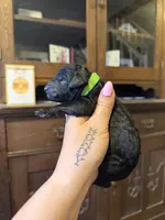Lime, a female Poodle - Standard  for sale in Oxford, KS – 1 of 3