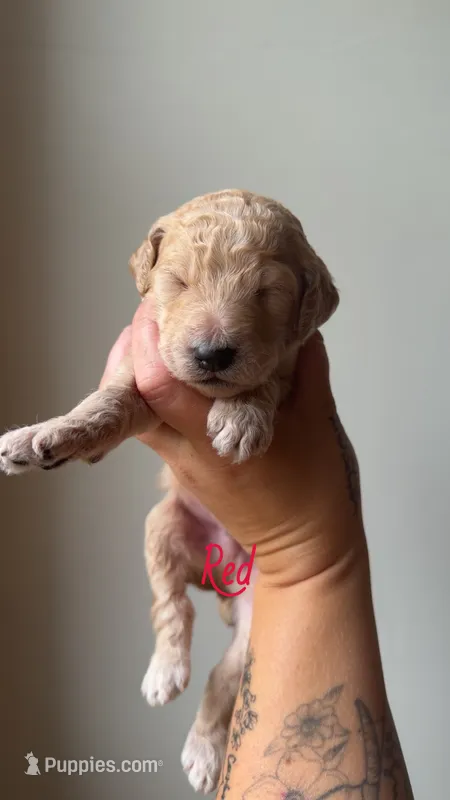 Red – Poodle - Standard  puppy on hold in Oxford, KS