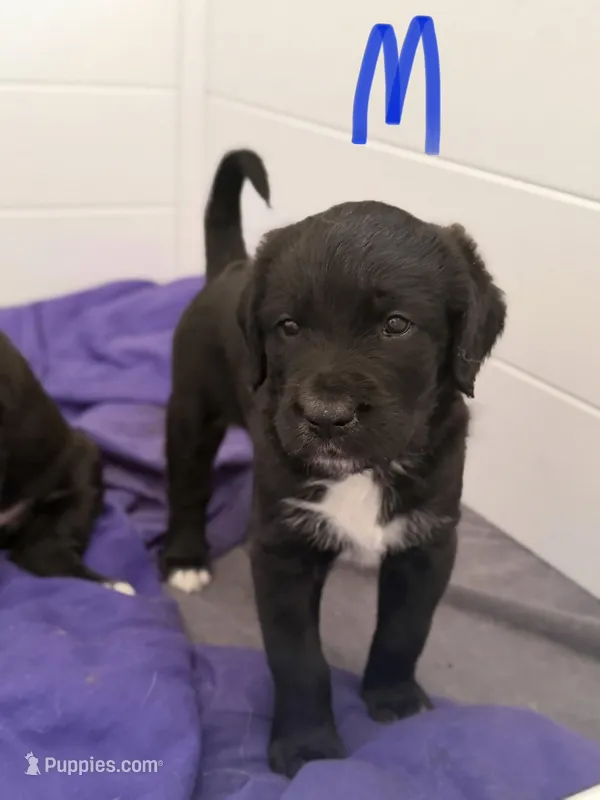 Coal – Saint Berdoodle puppy for sale in Oxford, KS