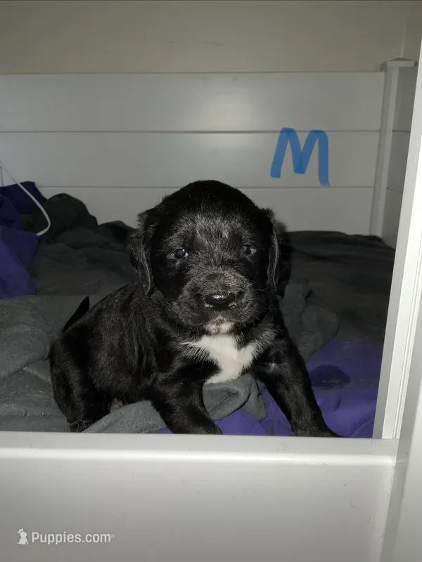 Coal – Saint Berdoodle puppy for sale in Oxford, KS