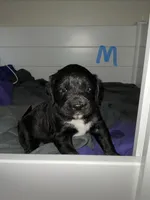 Coal, a male Saint Berdoodle for sale in Oxford, KS – Photo 1 of 6