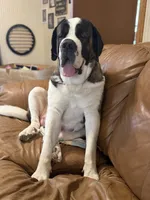 Coal, a male Saint Berdoodle for sale in Oxford, KS – Photo 6 of 6
