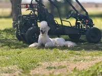 Coal, a male Saint Berdoodle for sale in Oxford, KS – Photo 4 of 6