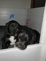 Coal, a male Saint Berdoodle for sale in Oxford, KS – Photo 2 of 6