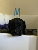 Coal, a male Saint Berdoodle for sale in Oxford, KS – Photo 3 of 6