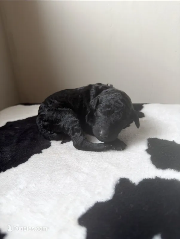 Purple – Poodle - Standard  puppy for sale in Oxford, KS