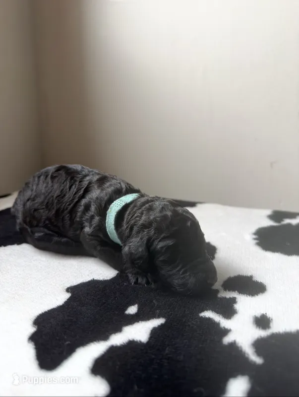 Teal – Poodle - Standard  puppy for sale in Oxford, KS