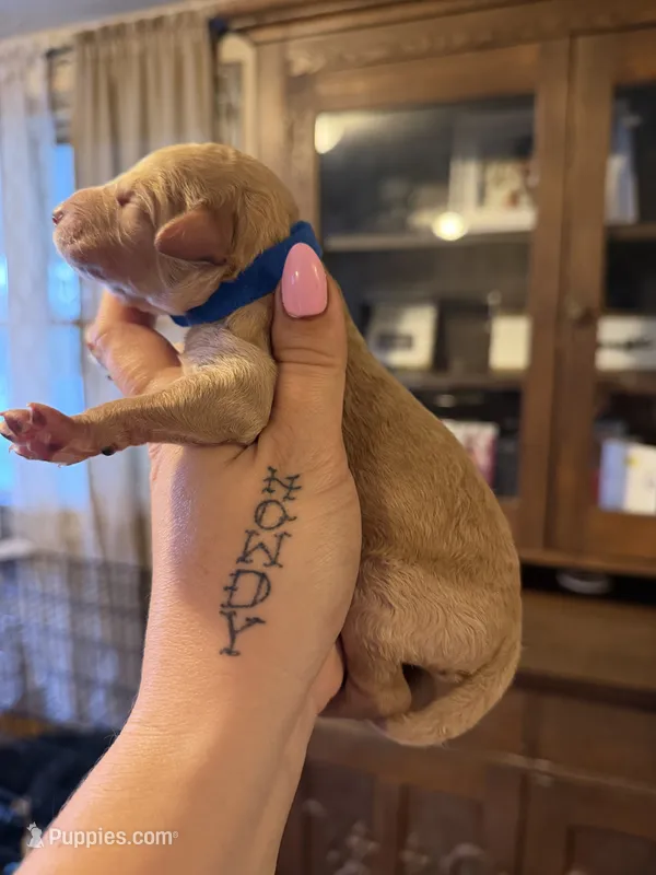 Blue – Poodle - Standard  puppy for sale in Oxford, KS
